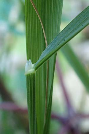 Arrhenatherum elatius \ Gew�hnlicher Glatthafer / Bulbous Oat Grass, Tall Oat Grass, D Beuron 27.6.2018