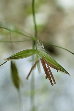 Arrhenatherum elatius \ Gew�hnlicher Glatthafer / Bulbous Oat Grass, Tall Oat Grass, D Beuron 27.6.2018