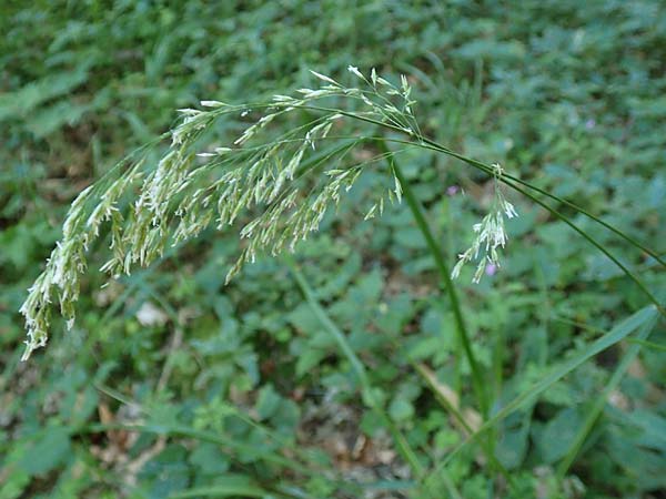 Festuca altissima \ Wald-Schwingel, D Beuron 27.6.2018