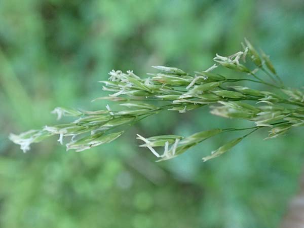 Festuca altissima \ Wald-Schwingel, D Beuron 27.6.2018