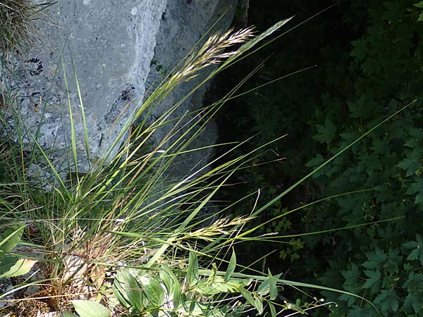 Stipa calamagrostis \ Silber-Raugras, Silber-�hrengras, D Beuron 27.6.2018