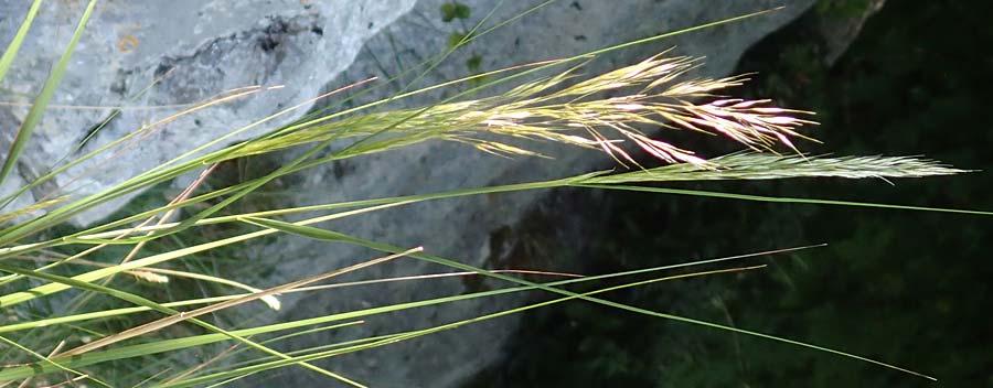 Stipa calamagrostis \ Silber-Raugras, Silber-�hrengras, D Beuron 27.6.2018