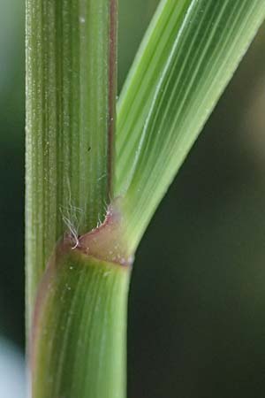 Stipa calamagrostis \ Silber-Raugras, Silber-�hrengras, D Beuron 27.6.2018