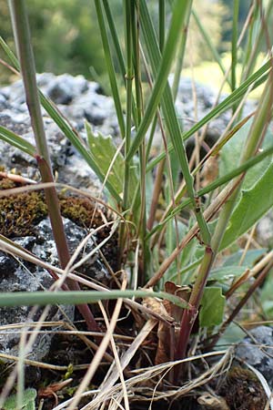 Stipa calamagrostis \ Silber-Raugras, Silber-�hrengras, D Beuron 27.6.2018