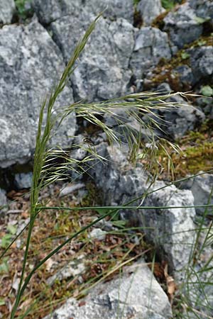Stipa calamagrostis \ Silber-Raugras, Silber-�hrengras, D Beuron 27.6.2018