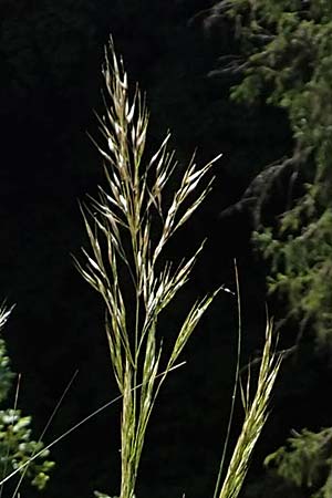 Stipa calamagrostis \ Silber-Raugras, Silber-�hrengras, D Beuron 27.6.2018
