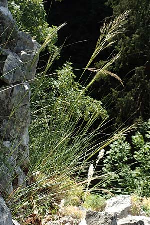Stipa calamagrostis \ Silber-Raugras, Silber-�hrengras, D Beuron 27.6.2018