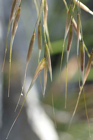 Stipa calamagrostis \ Silber-Raugras, Silber-�hrengras, D Beuron 27.6.2018