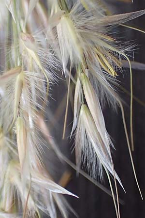 Stipa calamagrostis \ Silber-Raugras, Silber-�hrengras, D Beuron 27.6.2018