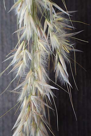Stipa calamagrostis \ Silber-Raugras, Silber-�hrengras, D Beuron 27.6.2018