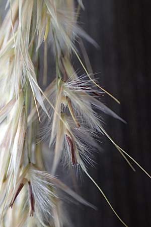 Stipa calamagrostis \ Silber-Raugras, Silber-�hrengras, D Beuron 27.6.2018