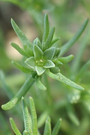 Scleranthus annuus \ Einj�hriges Kn�uelkraut / Annual Knawel, D Gladenbach 8.10.2018