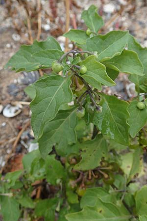 Solanum chenopodioides, G&auml;nsefu&szlig;bl&auml;ttriger Nachtschatten, Zierlicher Nachtschatten