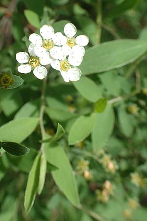 Spiraea x cinerea \ Aschgrauer Spierstrauch, Wei�e Rispen-Spiere / Ashgrey Meadowsweet, D Mannheim 28.4.2019