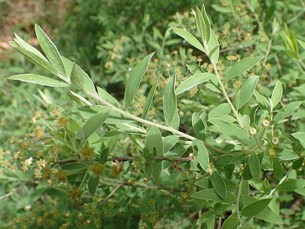 Spiraea x cinerea \ Aschgrauer Spierstrauch, Wei�e Rispen-Spiere / Ashgrey Meadowsweet, D Mannheim 28.4.2019