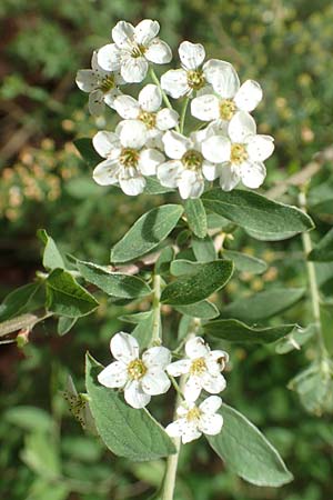 Spiraea x cinerea \ Aschgrauer Spierstrauch, Wei�e Rispen-Spiere / Ashgrey Meadowsweet, D Mannheim 28.4.2019