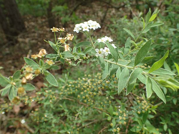 Spiraea x cinerea \ Aschgrauer Spierstrauch, Wei�e Rispen-Spiere / Ashgrey Meadowsweet, D Mannheim 28.4.2019