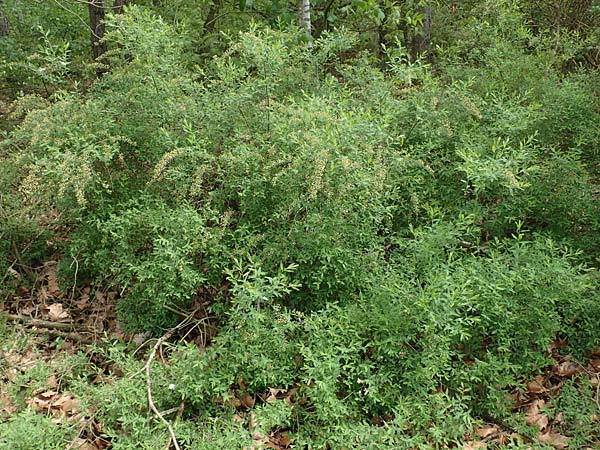 Spiraea x cinerea \ Aschgrauer Spierstrauch, Wei�e Rispen-Spiere / Ashgrey Meadowsweet, D Mannheim 28.4.2019