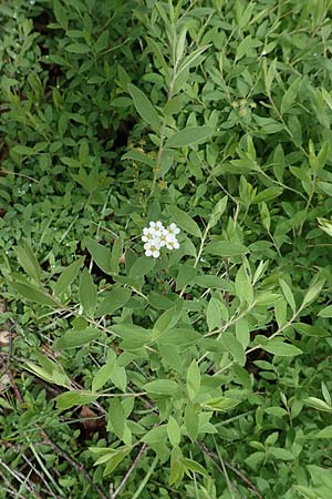 Spiraea x cinerea \ Aschgrauer Spierstrauch, Wei�e Rispen-Spiere / Ashgrey Meadowsweet, D Mannheim 28.4.2019