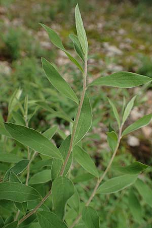 Spiraea x cinerea \ Aschgrauer Spierstrauch, Wei�e Rispen-Spiere / Ashgrey Meadowsweet, D Mannheim 28.4.2019