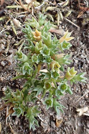 Scleranthus polycarpos \ Triften-Kn�uelkraut / German Knotweed, D Hockenheim 6.6.2019