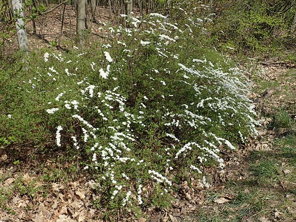 Spiraea x cinerea \ Aschgrauer Spierstrauch, Wei�e Rispen-Spiere / Ashgrey Meadowsweet, D Mannheim 6.4.2020