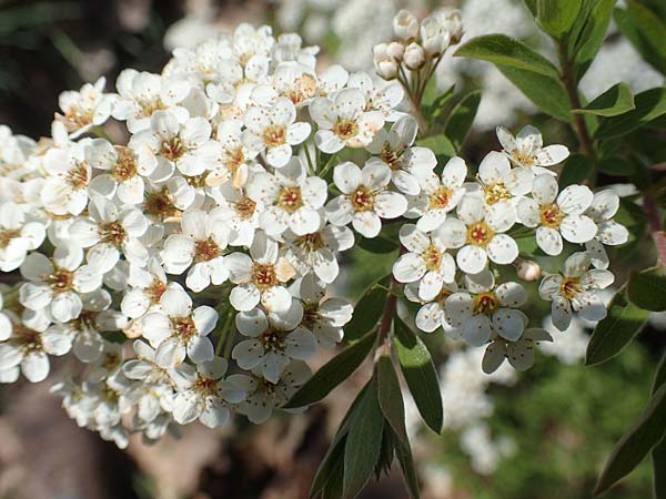 Spiraea x cinerea \ Aschgrauer Spierstrauch, Wei�e Rispen-Spiere / Ashgrey Meadowsweet, D Mannheim 6.4.2020