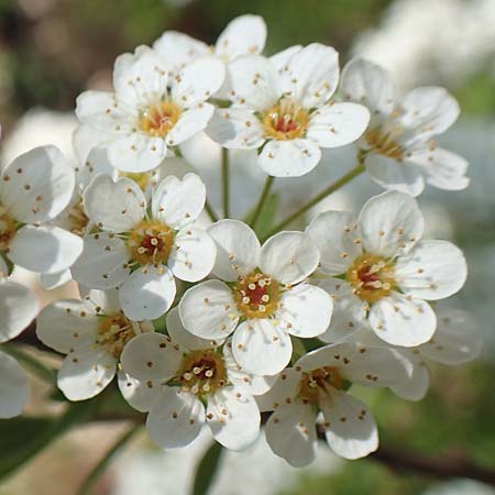 Spiraea x cinerea \ Aschgrauer Spierstrauch, Wei�e Rispen-Spiere / Ashgrey Meadowsweet, D Mannheim 6.4.2020