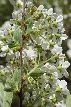 Spiraea x cinerea \ Aschgrauer Spierstrauch, Wei�e Rispen-Spiere / Ashgrey Meadowsweet, D Mannheim 6.4.2020
