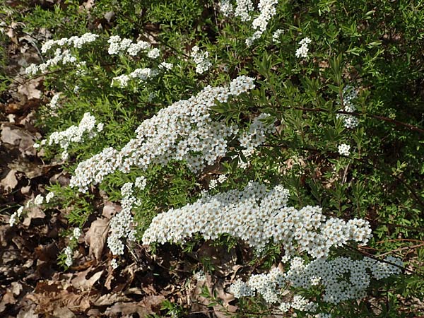 Spiraea x cinerea \ Aschgrauer Spierstrauch, Wei�e Rispen-Spiere / Ashgrey Meadowsweet, D Mannheim 6.4.2020