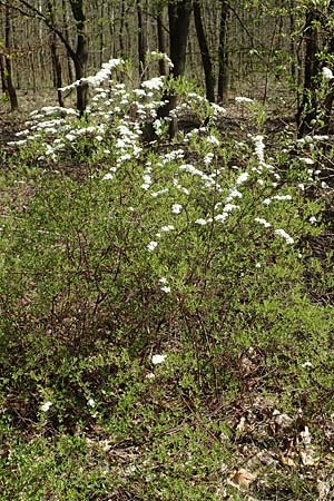 Spiraea x cinerea \ Aschgrauer Spierstrauch, Wei�e Rispen-Spiere / Ashgrey Meadowsweet, D Mannheim 6.4.2020