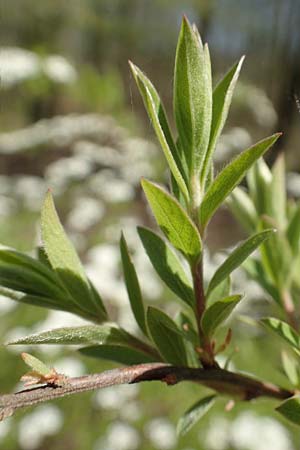 Spiraea x cinerea \ Aschgrauer Spierstrauch, Wei�e Rispen-Spiere / Ashgrey Meadowsweet, D Mannheim 6.4.2020