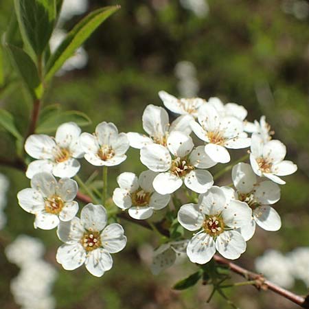 Spiraea x cinerea \ Aschgrauer Spierstrauch, Wei�e Rispen-Spiere / Ashgrey Meadowsweet, D Mannheim 6.4.2020