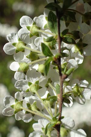 Spiraea x cinerea \ Aschgrauer Spierstrauch, Wei�e Rispen-Spiere / Ashgrey Meadowsweet, D Mannheim 6.4.2020