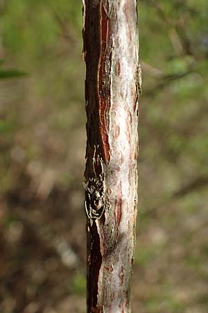 Spiraea x cinerea \ Aschgrauer Spierstrauch, Wei�e Rispen-Spiere / Ashgrey Meadowsweet, D Mannheim 6.4.2020