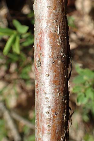 Spiraea x cinerea \ Aschgrauer Spierstrauch, Wei�e Rispen-Spiere / Ashgrey Meadowsweet, D Mannheim 6.4.2020