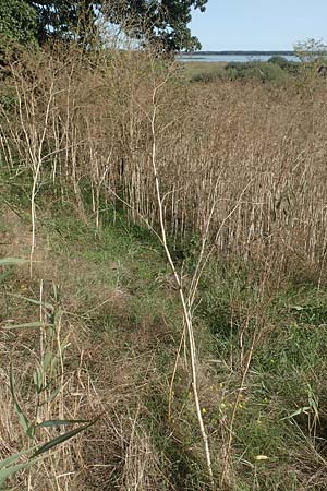 Conium maculatum \ Gefleckter Schierling, Flecken-Schierling / Hemlock, D Brandenburg, Havelaue-Strodehne 17.9.2020