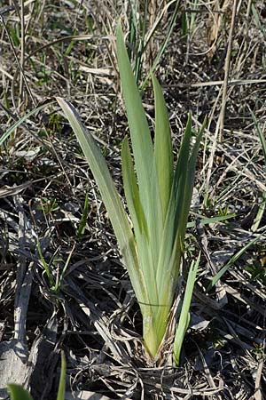 Phragmites australis \ Schilf / Common Reed, D Mannheim 4.4.2021