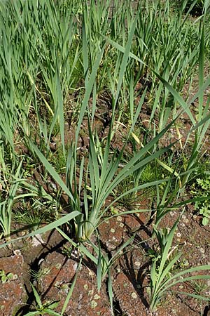 Phragmites australis \ Schilf / Common Reed, D Kaiserslautern 15.8.2021