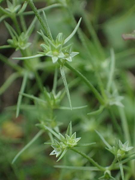 Scleranthus annuus \ Einj�hriges Kn�uelkraut / Annual Knawel, D Lampertheim 28.8.2021