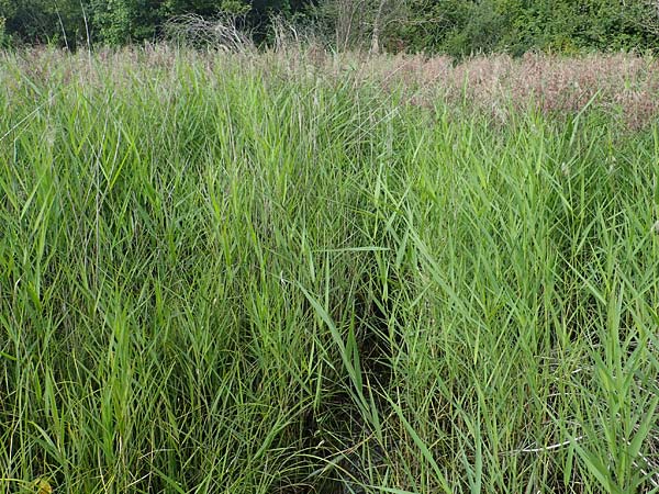 Phragmites australis \ Schilf / Common Reed, D Herxheim am Berg 1.9.2021