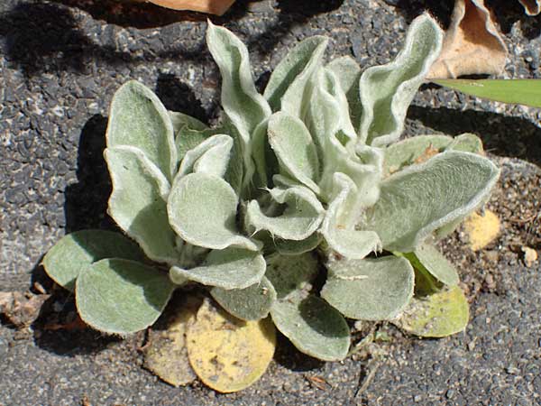 Silene coronaria \ Kronen-Lichtnelke, Kranz-Lichtnelke, D Bochum 20.6.2022