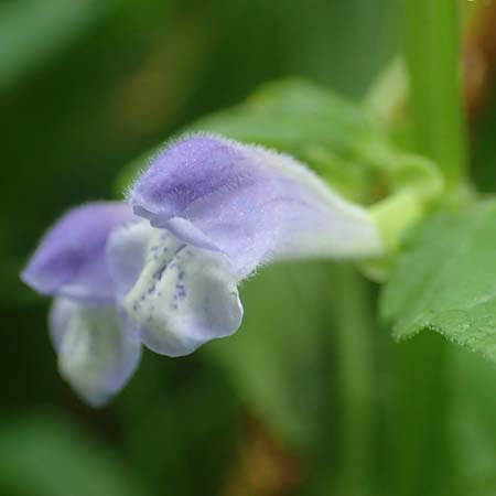 Scutellaria galericulata \ Sumpf-Helmkraut, Kappen-Helmkraut / Skullcap, D K&ouml;nigstein-Falkenstein 30.6.2023