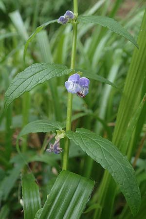 Scutellaria galericulata \ Sumpf-Helmkraut, Kappen-Helmkraut / Skullcap, D K&ouml;nigstein-Falkenstein 30.6.2023