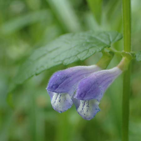 Scutellaria galericulata \ Sumpf-Helmkraut, Kappen-Helmkraut / Skullcap, D K&ouml;nigstein-Falkenstein 30.6.2023