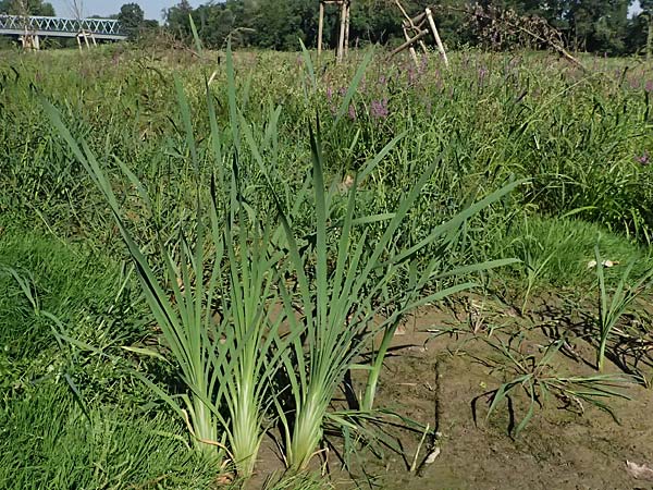 Phragmites australis \ Schilf / Common Reed, D Mannheim 29.8.2024