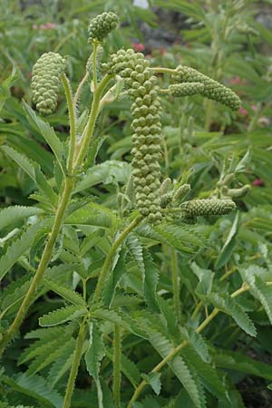 Sanguisorba dodecandra \ Bergamasker Wiesenknopf / Italian Burnet, D Botan. Gar.  Universit.  T&uuml;bingen 17.6.2017