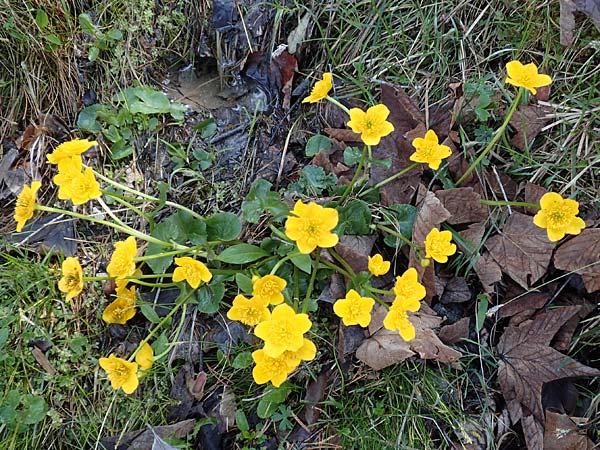 Caltha palustris \ Sumpf-Dotterblume / Marsh Marigold, D Garmisch-Partenkirchen 2.5.2019
