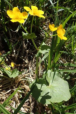 Caltha palustris \ Sumpf-Dotterblume / Marsh Marigold, D Neuleiningen 23.4.2020