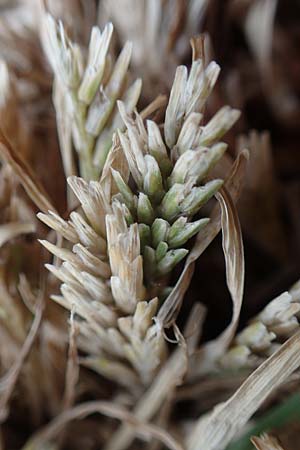 Sclerochloa dura \ Gew�hnliches Hartgras / Common Hardgrass, Fairground Grass, D Gr&uuml;nstadt-Asselheim 14.5.2020